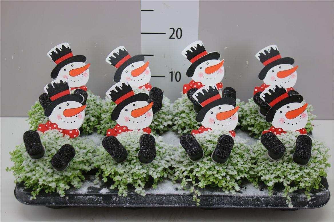 Горшечные цветы и растения оптом Soleirolia Versierd Snowman от 8шт из Голландии с доставкой по России