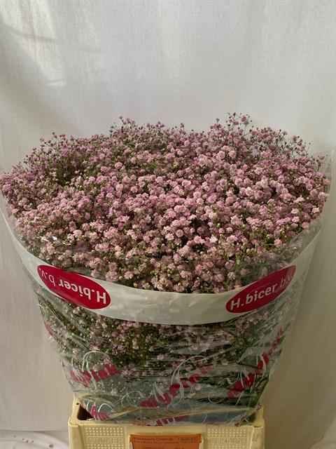 Срезанные цветы оптом Gyps my pink от 25шт из Голландии с доставкой по России