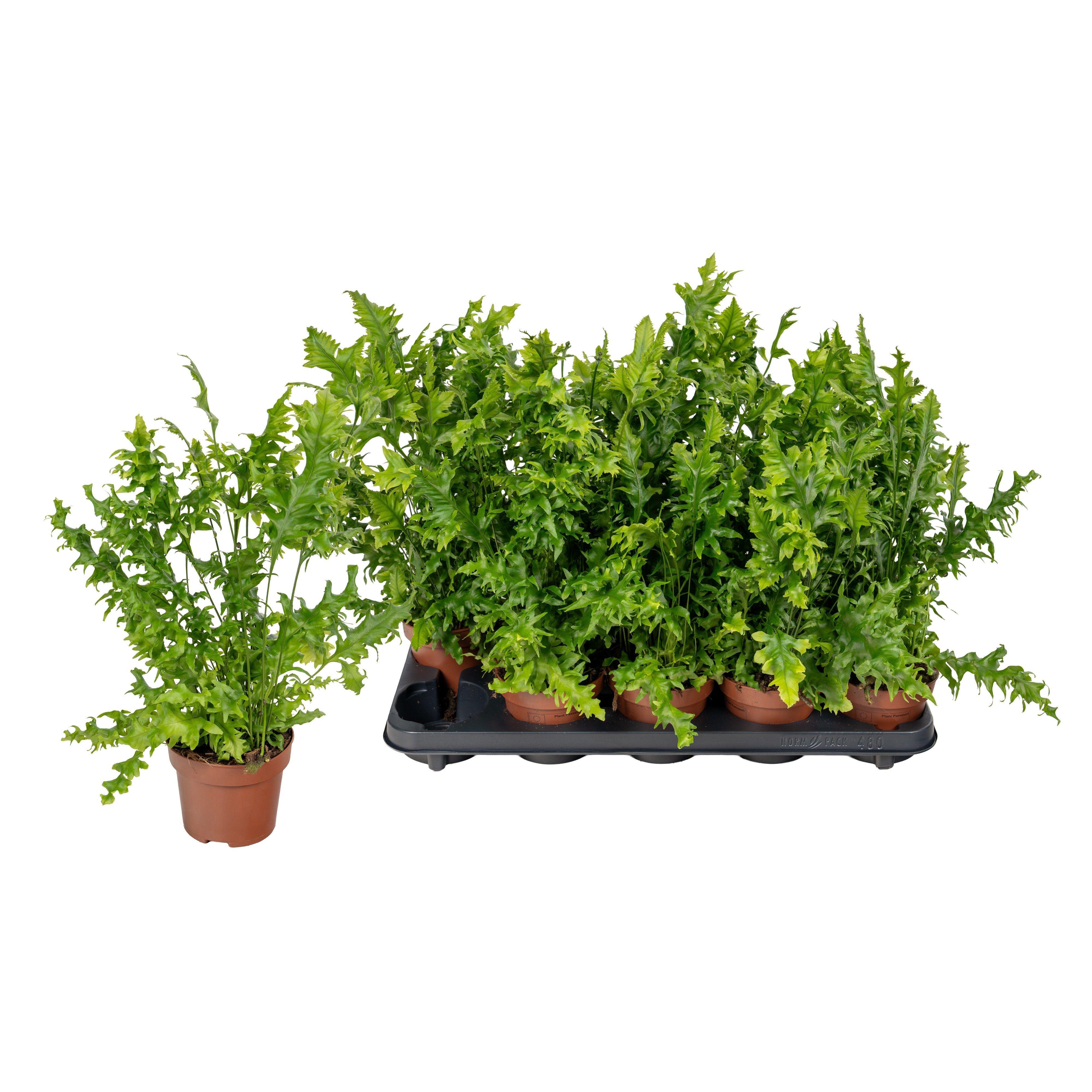 Горшечные цветы и растения оптом Phym Sc Hawai Sunshi от 10шт из Голландии с доставкой по России