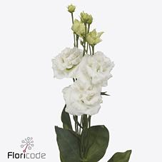 Срезанные цветы оптом Lisianthus do alissa pure white от 40шт. из Голландии с доставкой по России