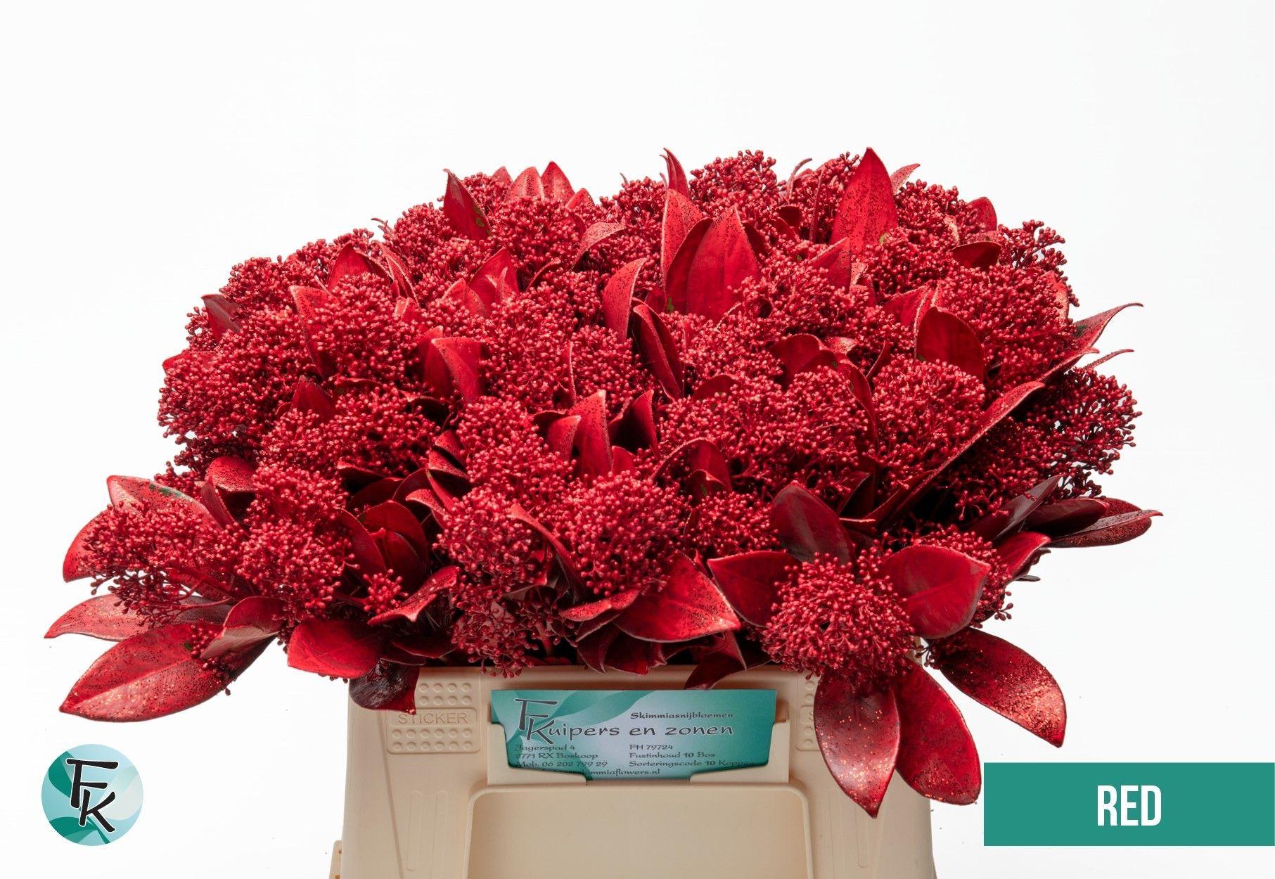 Срезанные цветы оптом Skimmia paint red от 10шт из Голландии с доставкой по России