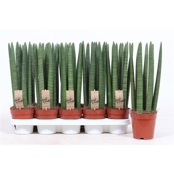 Горшечные цветы и растения оптом Sansevieria Straight от 6шт из Голландии с доставкой по России