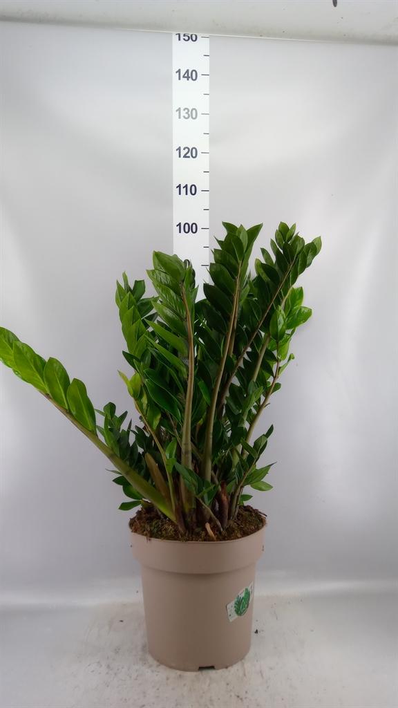 Горшечные цветы и растения оптом Zamioculcas Zamiifolia от 1шт из Голландии с доставкой по России