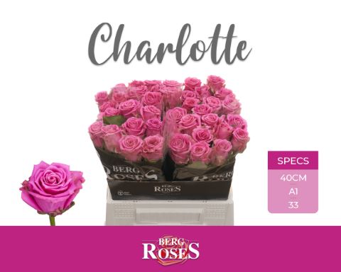 Срезанные цветы оптом Rosa large charlotte от 40шт из Голландии с доставкой по России