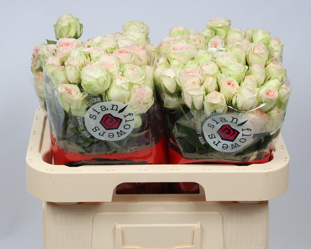 Срезанные цветы оптом Rosa spray rosa loves me inger kristine от 25шт из Голландии с доставкой по России