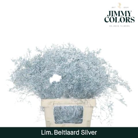 Срезанные цветы оптом Limonium beltlaard paint metallic silver от 25шт из Голландии с доставкой по России