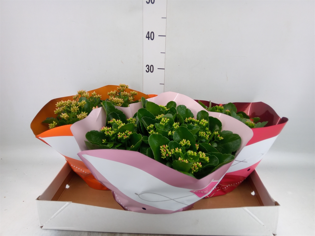 Горшечные цветы и растения оптом Kalanchoe Blos.   ..mix 5 от 3шт из Голландии с доставкой по России