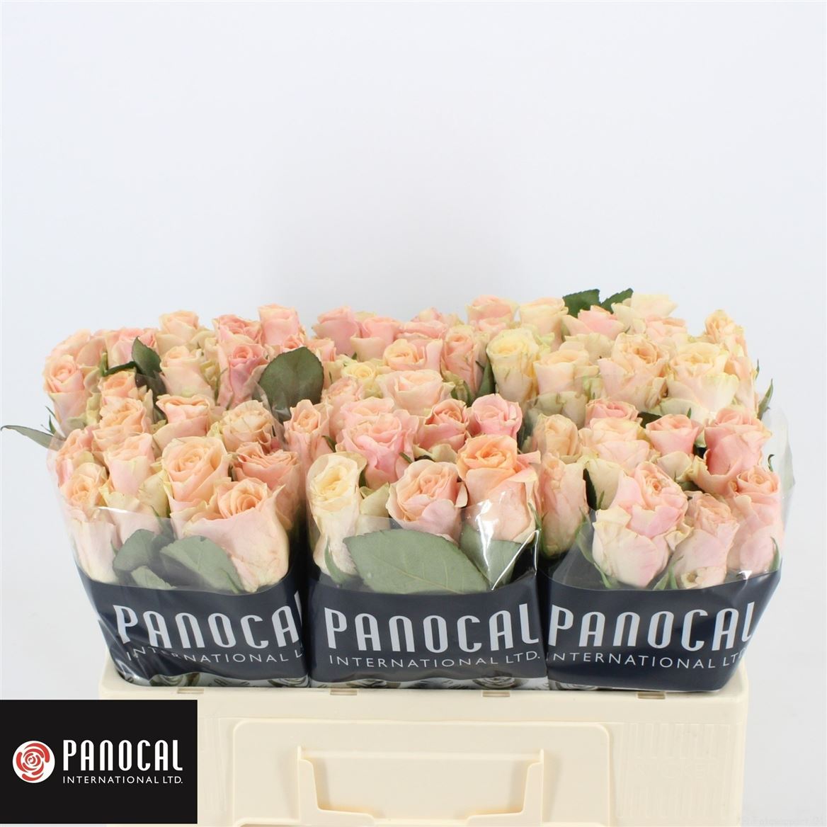 Срезанные цветы оптом Rosa large sweet tacazzi от 60шт из Голландии с доставкой по России