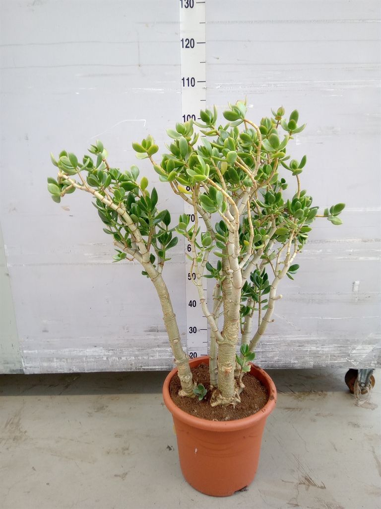 Горшечные цветы и растения оптом Crassula Ovata от 1шт из Голландии с доставкой по России