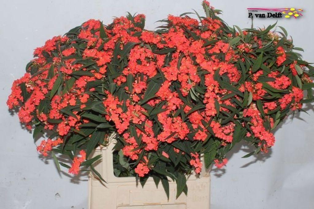 Срезанные цветы оптом Euphorbia sp marielle от 60шт из Голландии с доставкой по России
