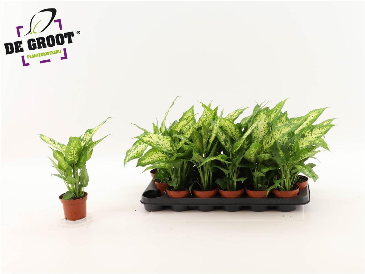 Горшечные цветы и растения оптом Dieffenbachia Compacta от 18шт (для телеги) из Голландии с доставкой по России