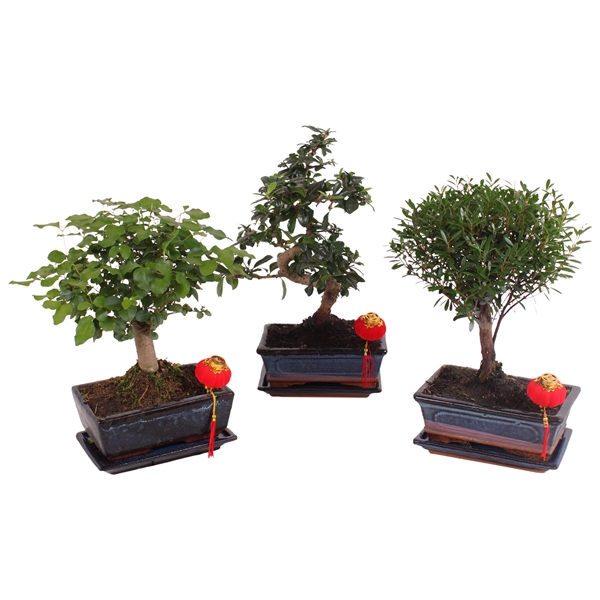 Горшечные цветы и растения оптом Bonsai Mix In Ceramic With Saucer Ball/s-s от 6шт из Голландии с доставкой по России