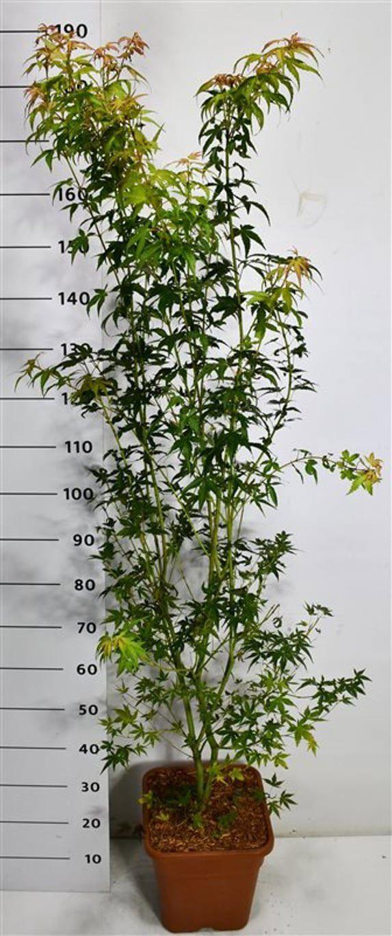 Горшечные цветы и растения оптом Acer Palm Katsura от 1шт из Голландии с доставкой по России