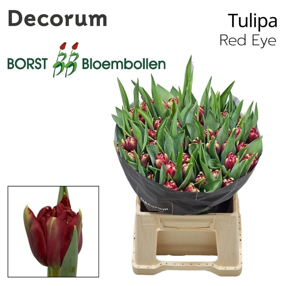 Срезанные цветы оптом Tulipa do red eye от 50шт из Голландии с доставкой по России