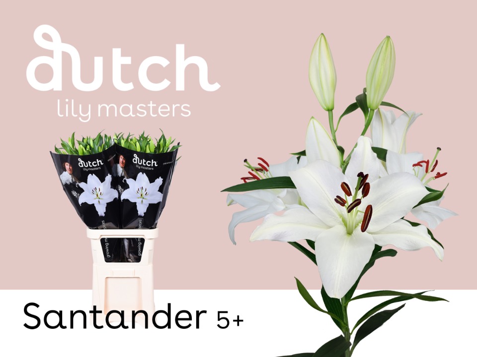 Срезанные цветы оптом Lilium or santander от 30шт из Голландии с доставкой по России