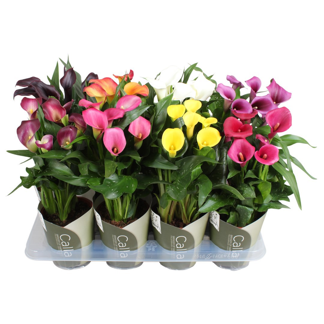 Горшечные цветы и растения оптом Zantedeschia Mix 4+ Potcover от 8шт из Голландии с доставкой по России