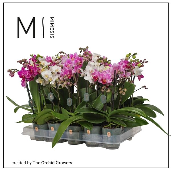 Горшечные цветы и растения оптом Phal Mini 1st Mix 16+ (orchid Growers) от 20шт из Голландии с доставкой по России