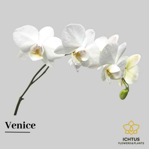 Срезанные цветы оптом Phalaenopsis venice (per stem) от 25шт из Голландии с доставкой по России