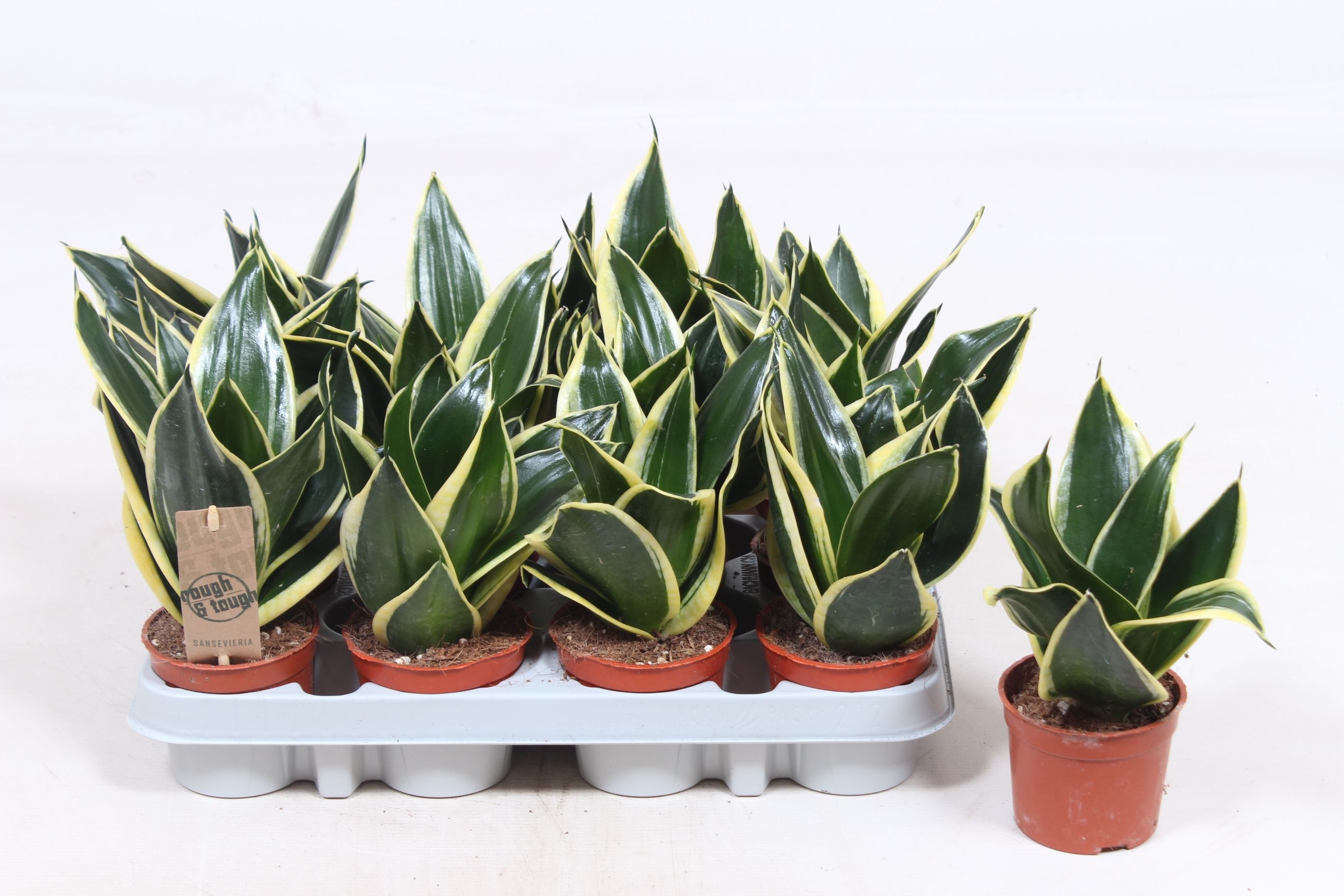 Горшечные цветы и растения оптом Sansevieria Golden Hahnii Black от 12шт (для телеги) из Голландии с доставкой по России