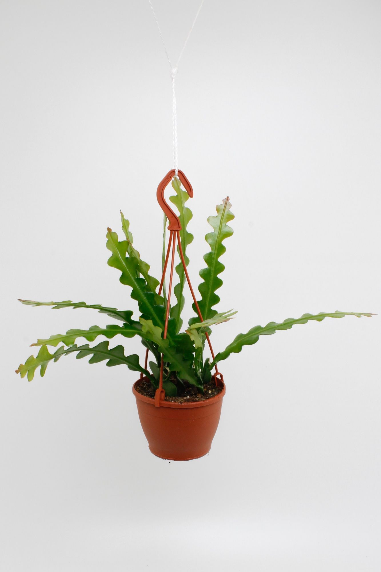 Горшечные цветы и растения оптом Epiphyllum Anguliger от 6шт из Голландии с доставкой по России