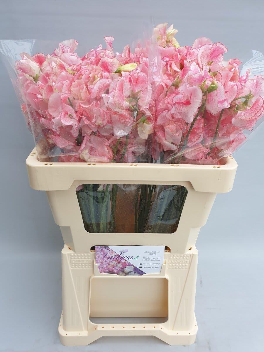 Срезанные цветы оптом Lathyrus wedding pink от 50шт из Голландии с доставкой по России
