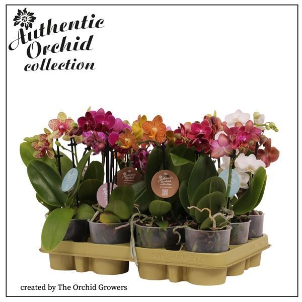 Горшечные цветы и растения оптом Phal 2st Mix Authentic 12+ (orchid Growers) от 12шт из Голландии с доставкой по России