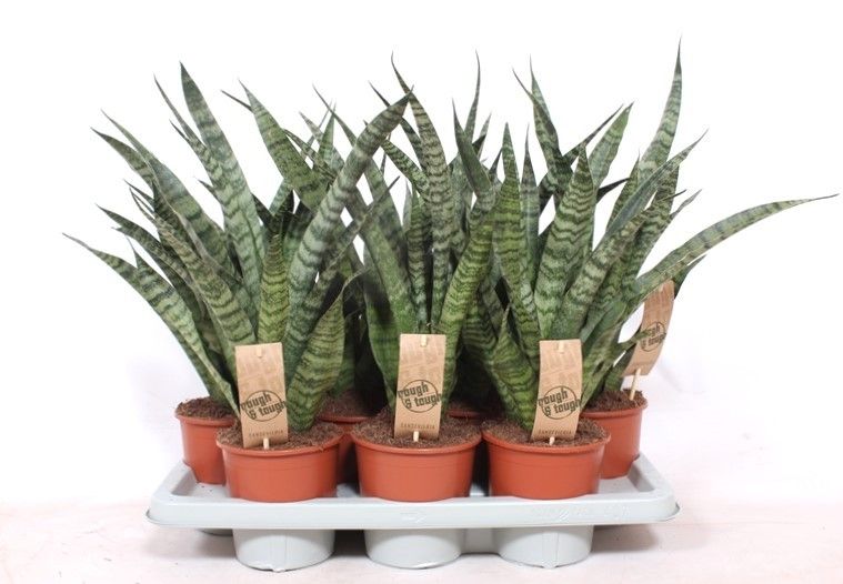 Горшечные цветы и растения оптом Sansevieria Diamond Green от 7шт из Голландии с доставкой по России