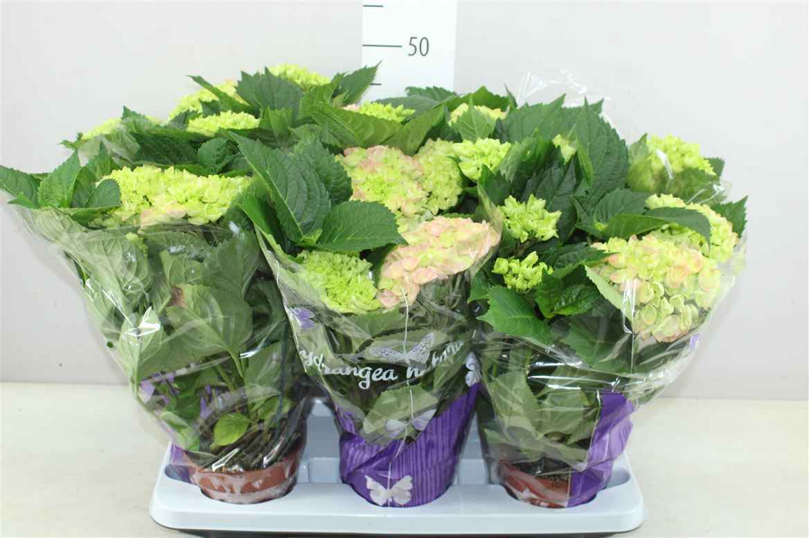 Горшечные цветы и растения оптом Hydrangea Early Rosa 5-7 от 6шт из Голландии с доставкой по России