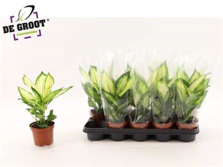 Горшечные цветы и растения оптом Dieffenbachia Camilla от 10шт из Голландии с доставкой по России