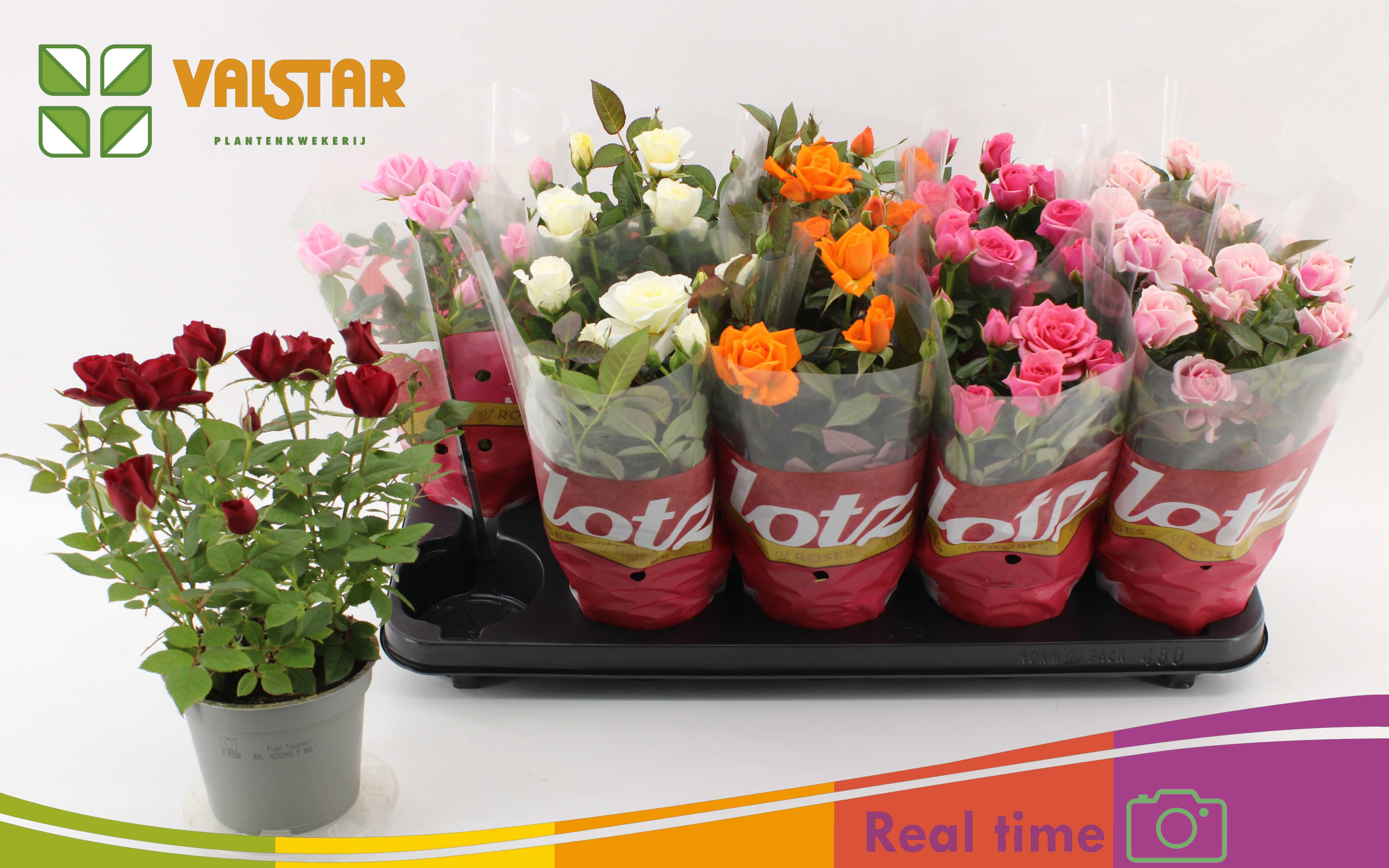 Горшечные цветы и растения оптом Ro Lotz Of Gem 6 Kl от 10шт из Голландии с доставкой по России