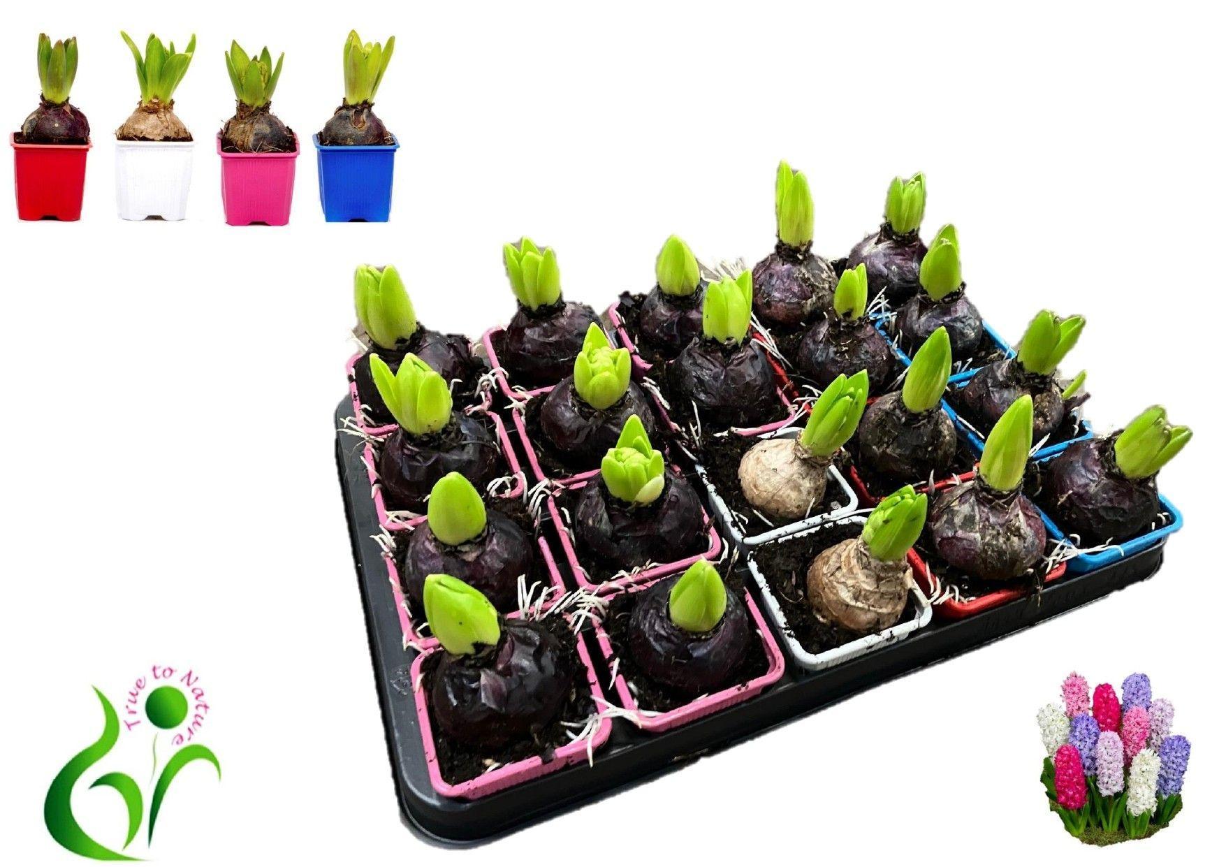 Горшечные цветы и растения оптом Hyacinthus Mix 1pp от 20шт (для телеги) из Голландии с доставкой по России