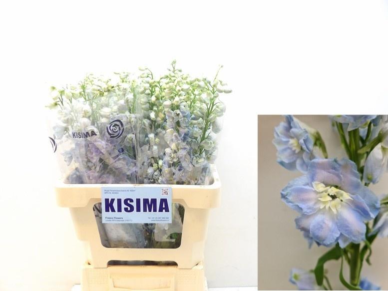 Срезанные цветы оптом Delphinium do magic fountains skyblue whitebee от 40шт из Голландии с доставкой по России
