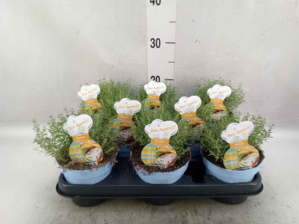 Горшечные цветы и растения оптом Thymus Vulgaris от 8шт из Голландии с доставкой по России
