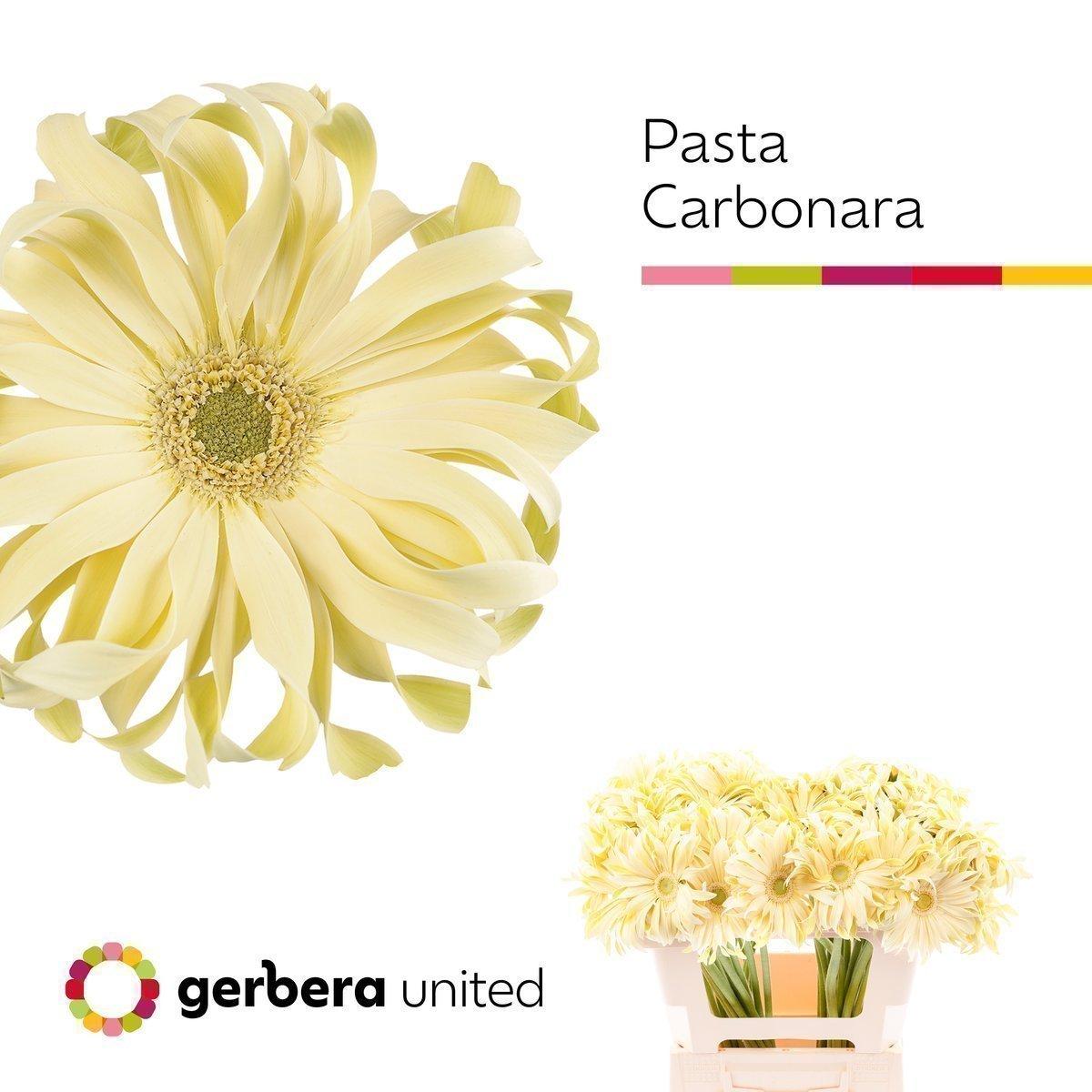 Срезанные цветы оптом Gerbera pasta carbonara от 40шт из Голландии с доставкой по России