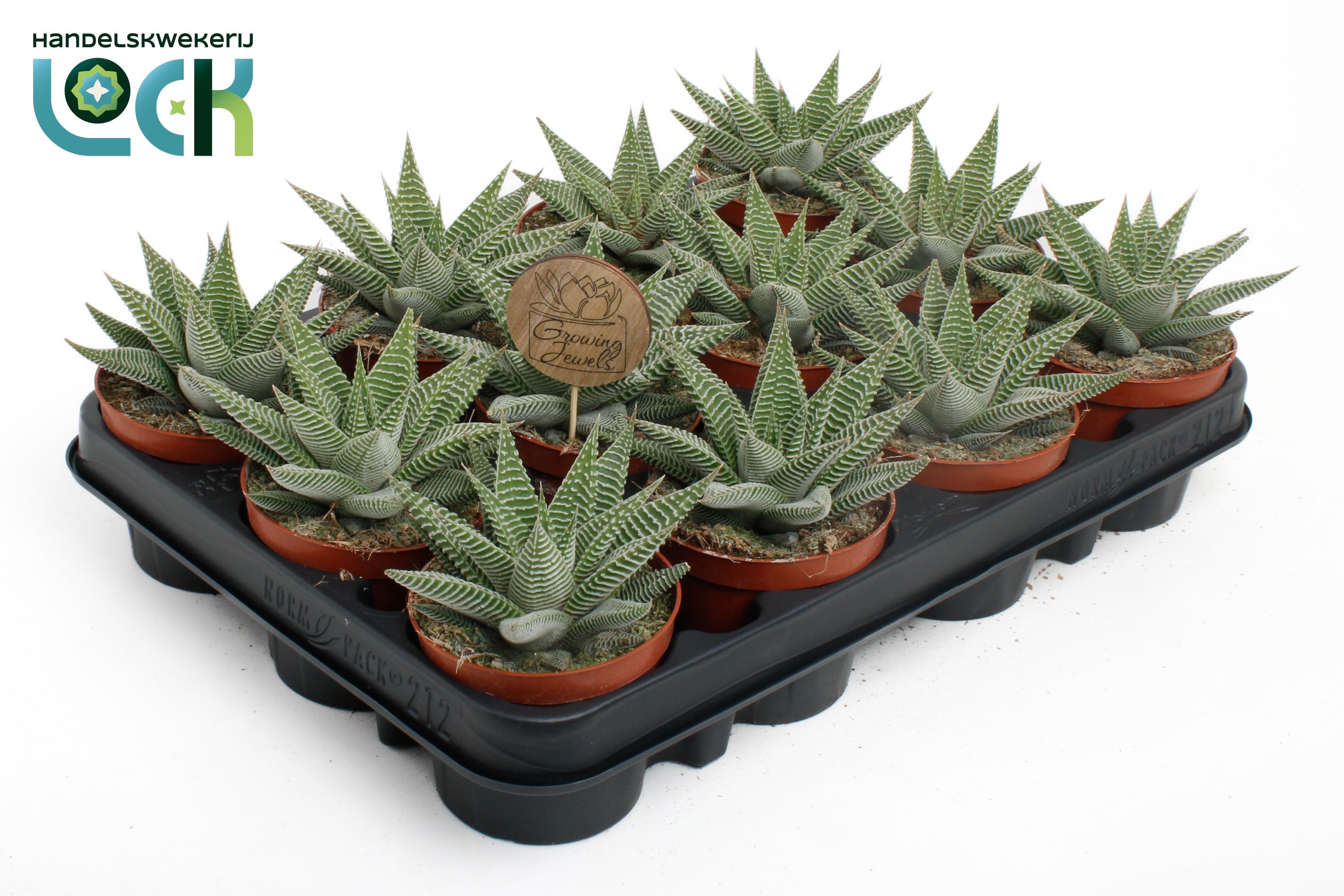 Горшечные цветы и растения оптом Haworthia Spider White от 12шт (для телеги) из Голландии с доставкой по России