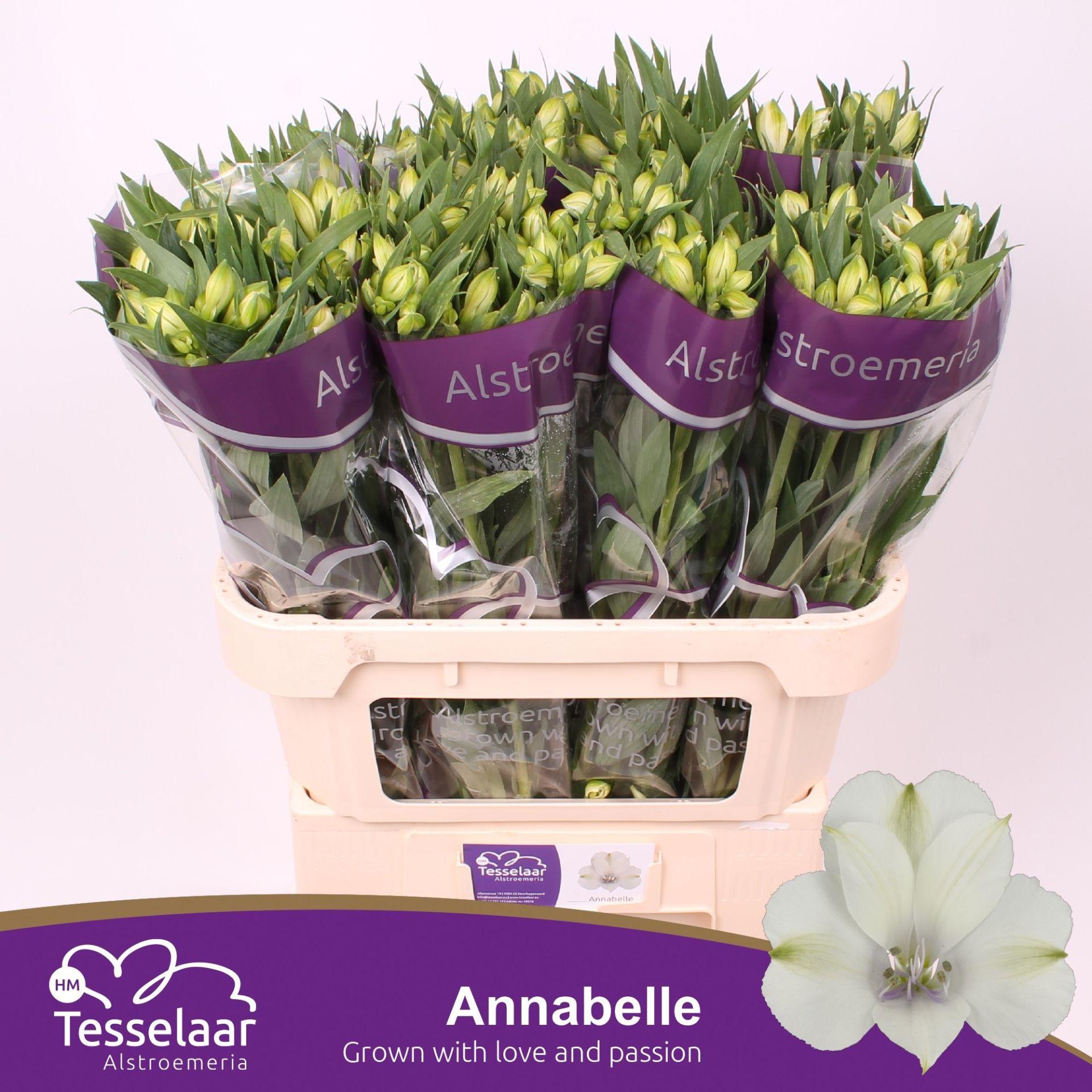 Срезанные цветы оптом Alstroemeria annabelle от 60шт из Голландии с доставкой по России
