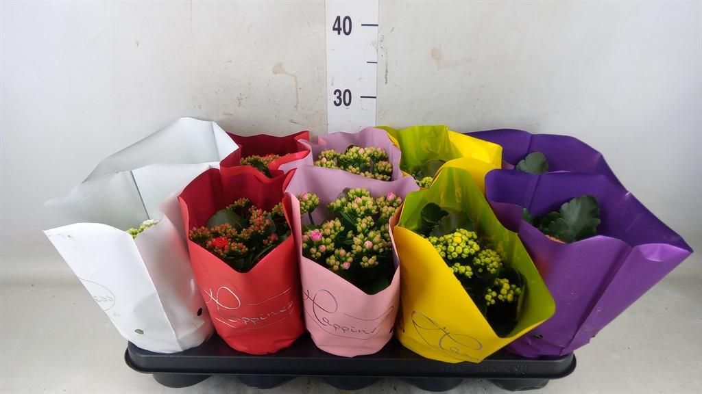 Горшечные цветы и растения оптом Kalanchoe Blos.   ..rosebud Rs Fl 5 от 10шт из Голландии с доставкой по России