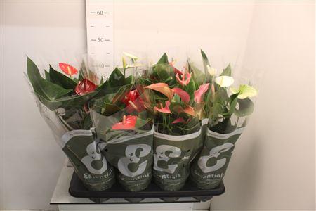 Горшечные цветы и растения оптом Anthu An Gem 4 Kl 4-5+ Spring Deal от 8шт из Голландии с доставкой по России
