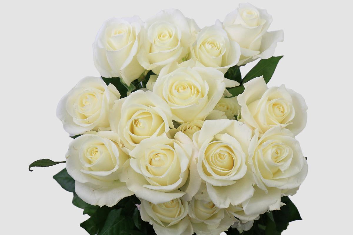 Срезанные цветы оптом Rosa ec tibeth от 100шт из Голландии с доставкой по России