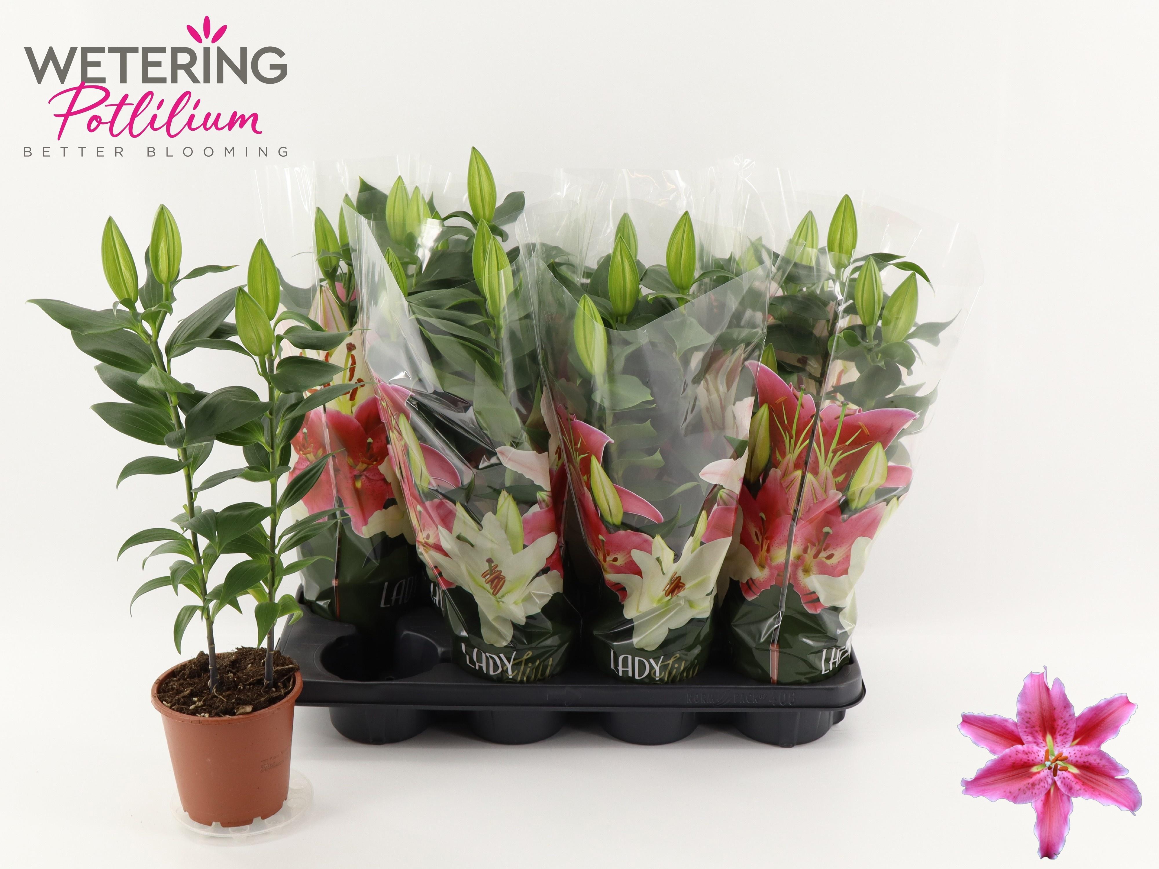 Горшечные цветы и растения оптом Lil Or Sun Martiniqu от 8шт из Голландии с доставкой по России