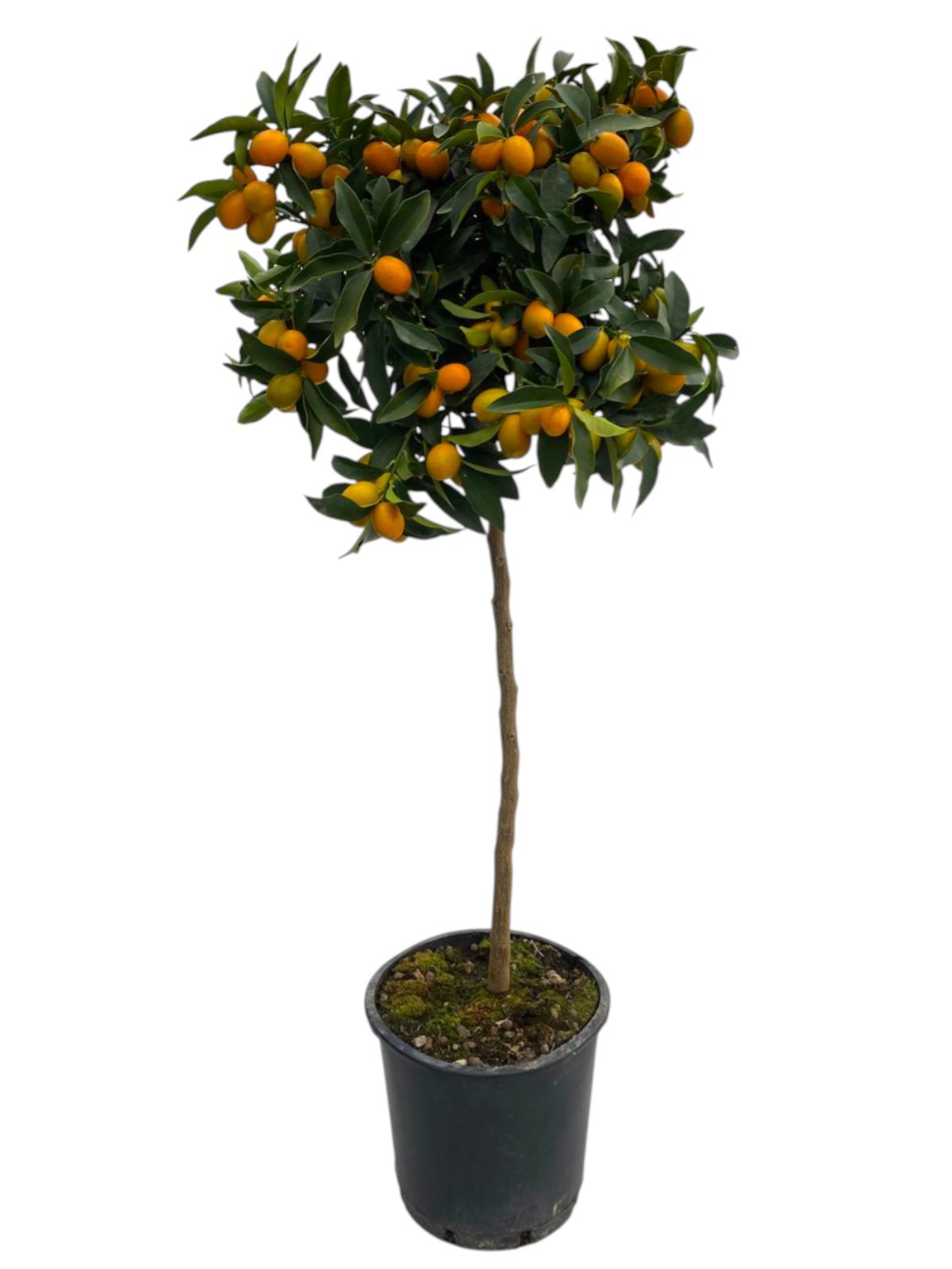 Горшечные цветы и растения оптом Citrus Kumquat On Stem от 1шт (для телеги) из Голландии с доставкой по России