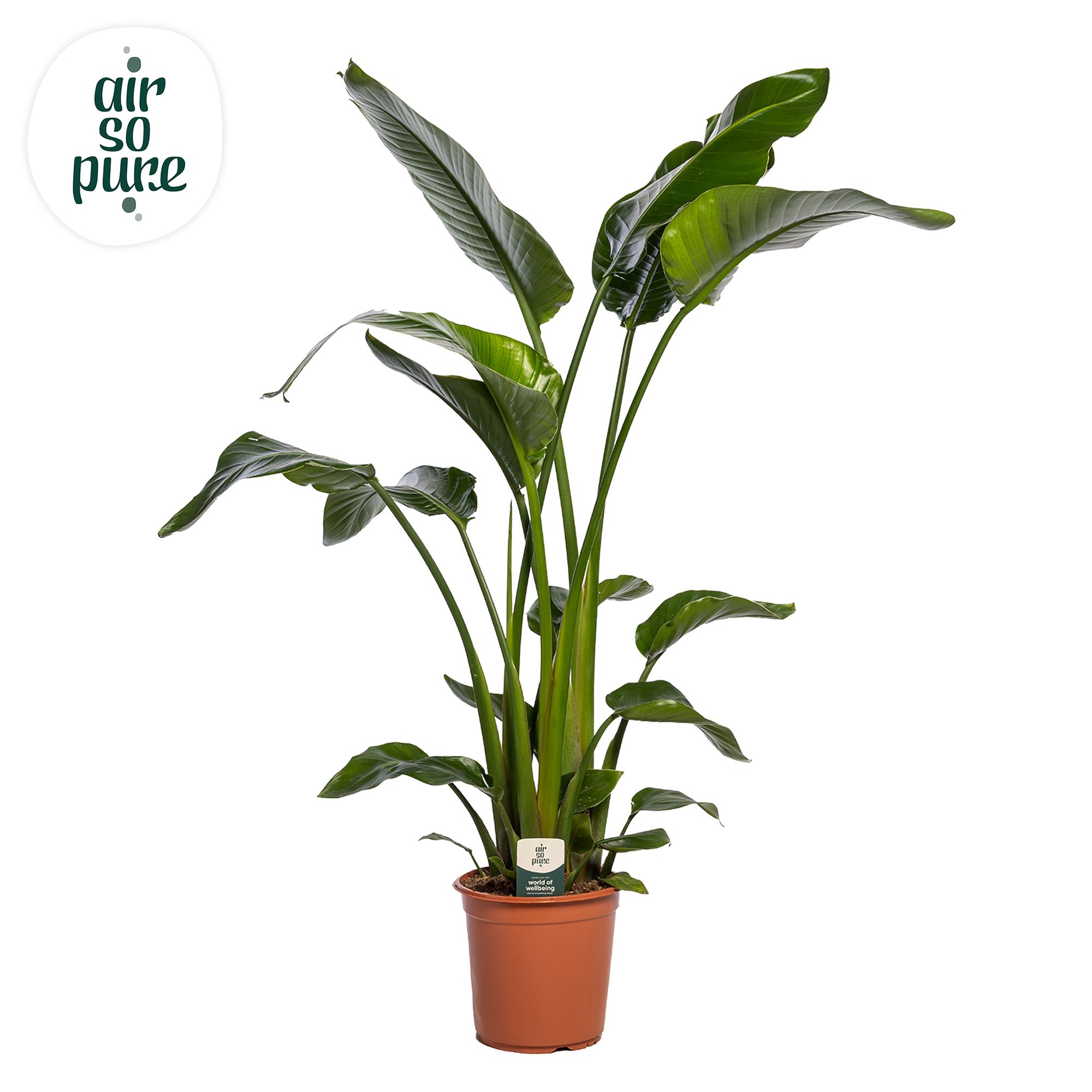 Горшечные цветы и растения оптом Strelitzia Nicolai (air So Pure) от 1шт из Голландии с доставкой по России