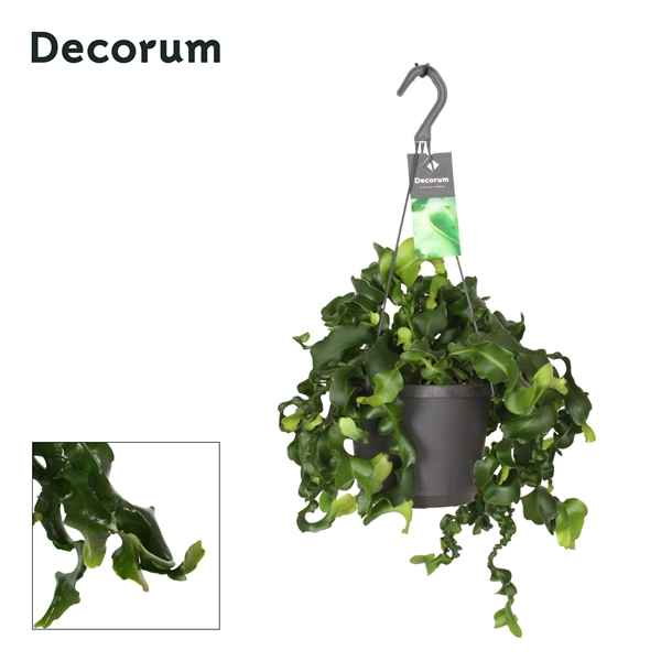 Горшечные цветы и растения оптом Epiphyllum Guatamalense Hangpot (decorum) от 4шт из Голландии с доставкой по России