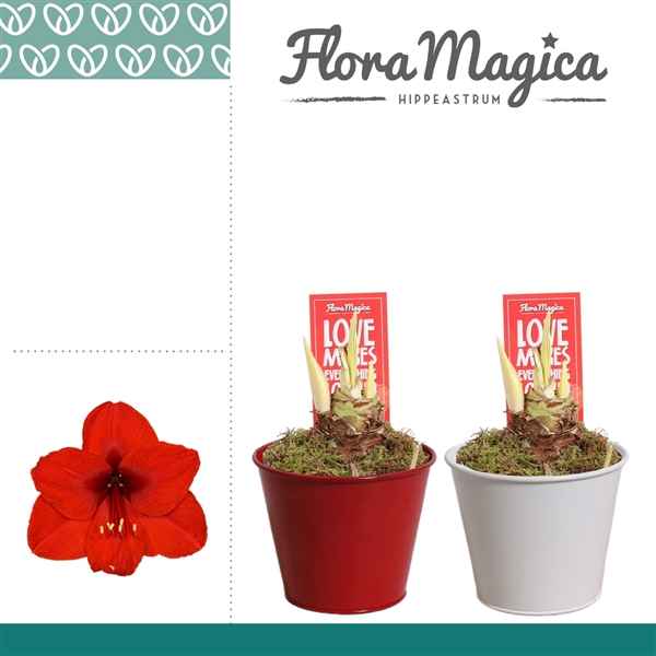 Горшечные цветы и растения оптом Hipp Red 2pp In Ompot Zara Love от 6шт из Голландии с доставкой по России