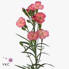 Срезанные цветы оптом Dianthus sp solomio fen от 100шт из Голландии с доставкой по России