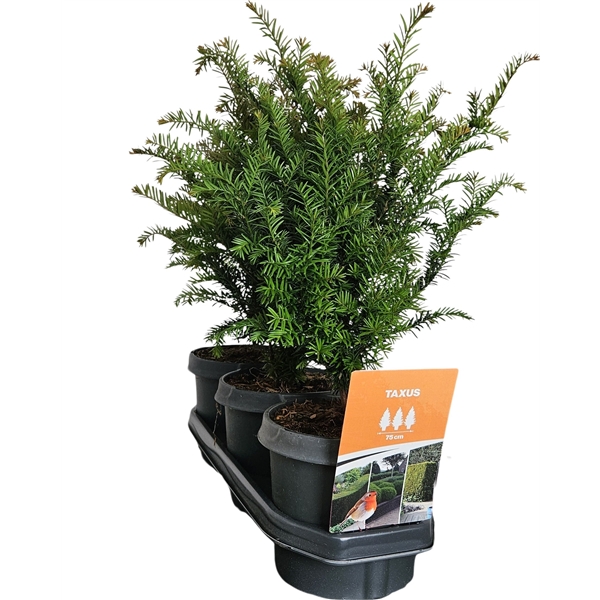 Горшечные цветы и растения оптом Taxus Baccata Hedgeline от 3шт из Голландии с доставкой по России