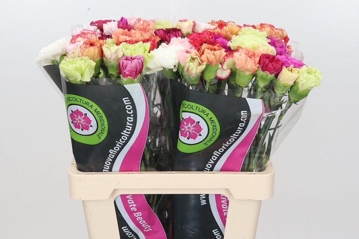 Срезанные цветы оптом Dianthus st rainbow от 80шт из Голландии с доставкой по России