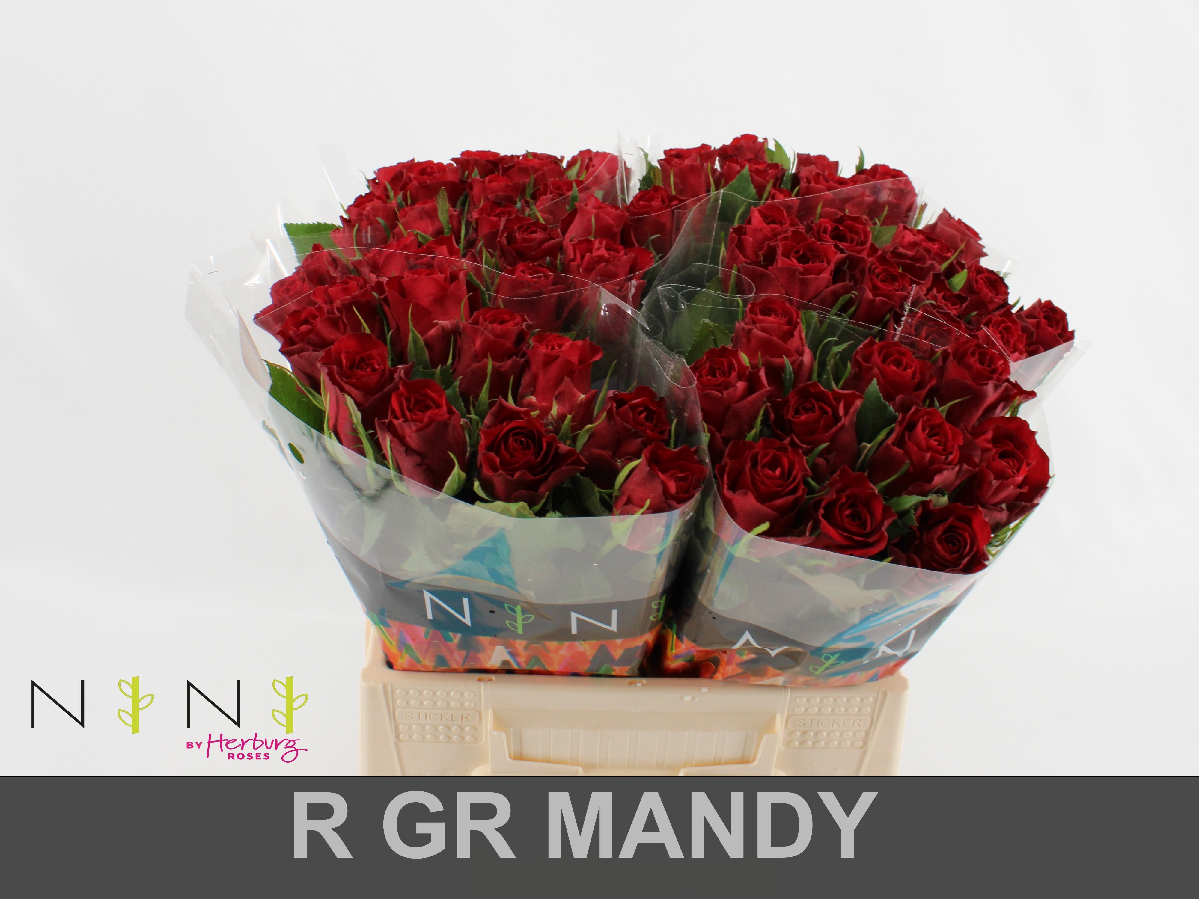 Срезанные цветы оптом Rosa large mandy от 60шт из Голландии с доставкой по России