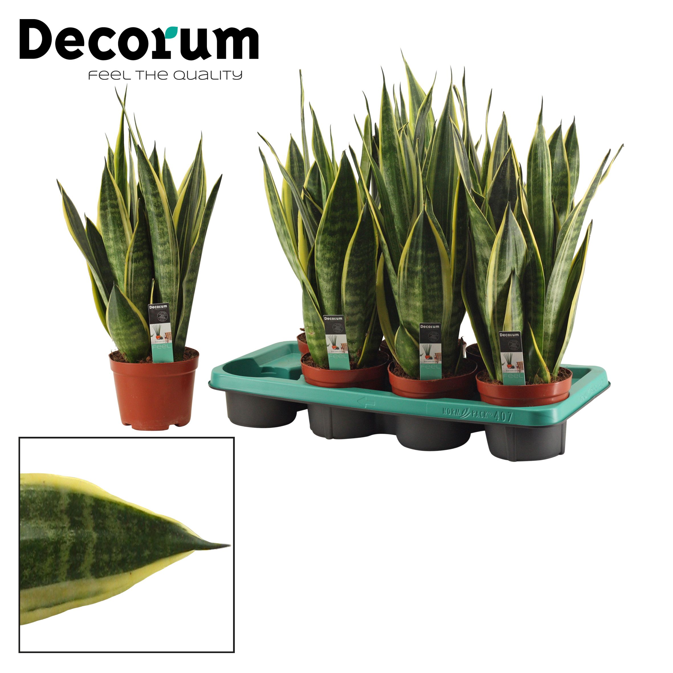 Горшечные цветы и растения оптом Sansevieria Canary 14 Cm (decorum) от 6шт из Голландии с доставкой по России