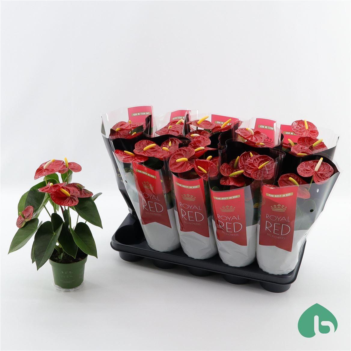 Горшечные цветы и растения оптом Anth An Royal Red Royal Champion 4+ от 10шт из Голландии с доставкой по России